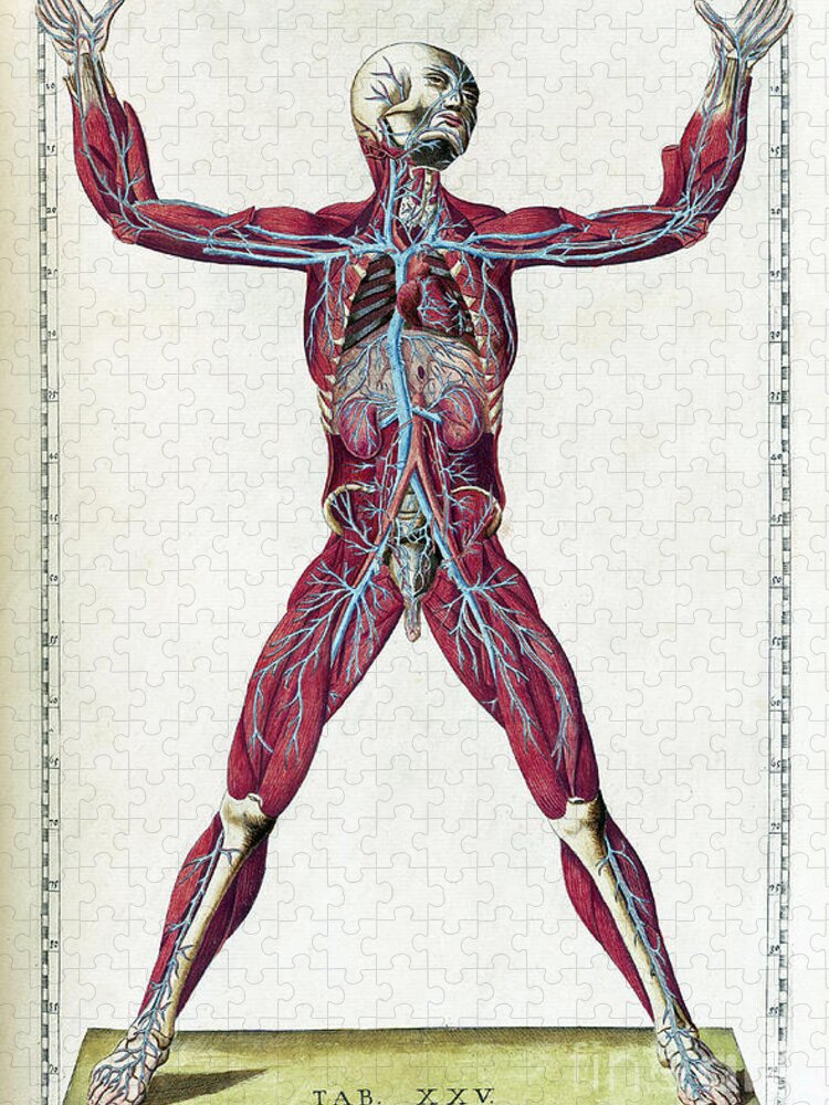 Science Jigsaw Puzzle featuring the photograph Eustachi, Tabulae Anatomicae, 1783 #20 by Science Source