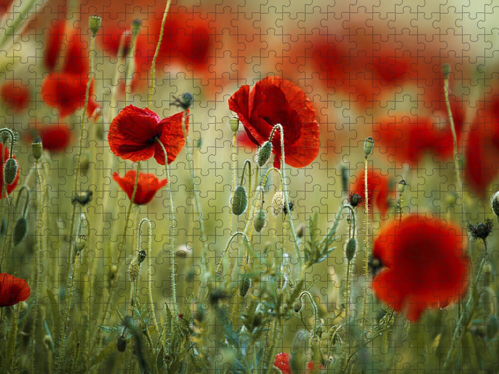 Poppy Jigsaw Puzzle featuring the photograph Summer Poppy Meadow #13 by Nailia Schwarz