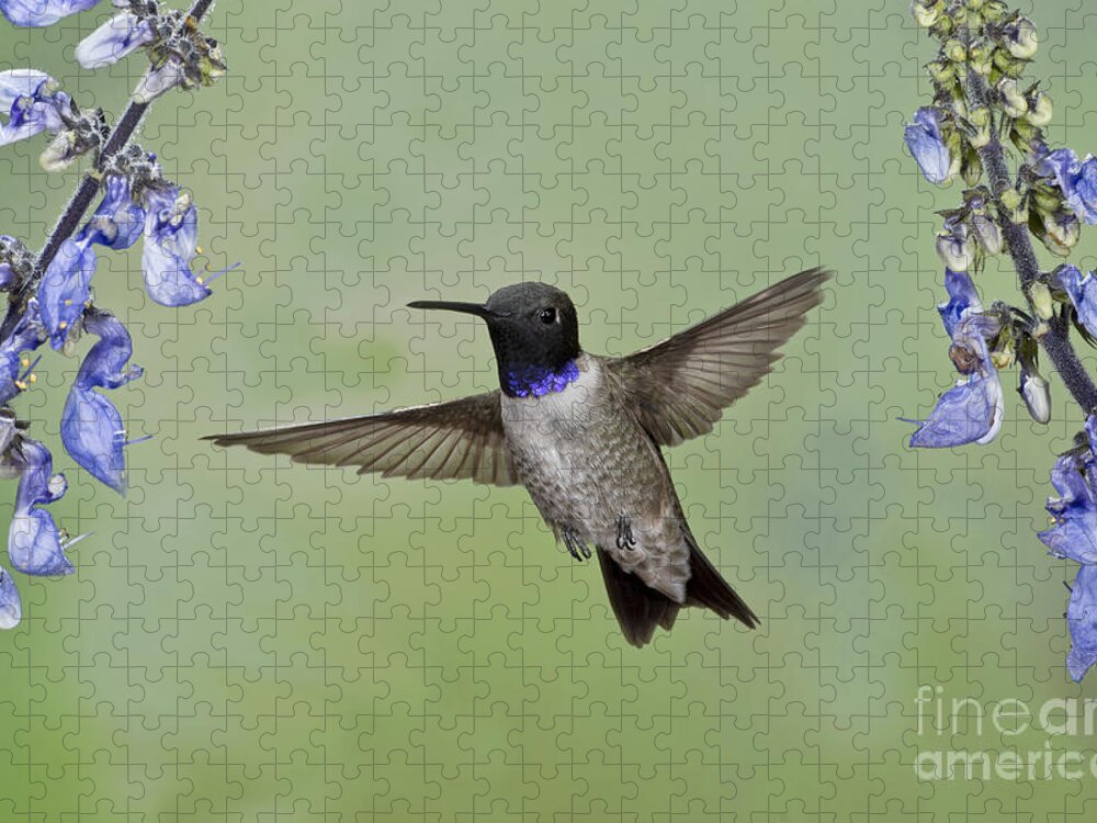Wooden Jigsaw Puzzle 1000 Pieces, Hummingbird and Flower, Unique Puzzle