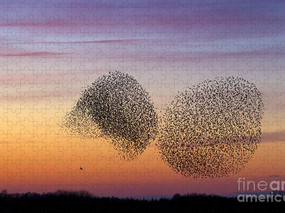 Common Starling Jigsaw Puzzle featuring the photograph 150501p254 by Arterra Picture Library