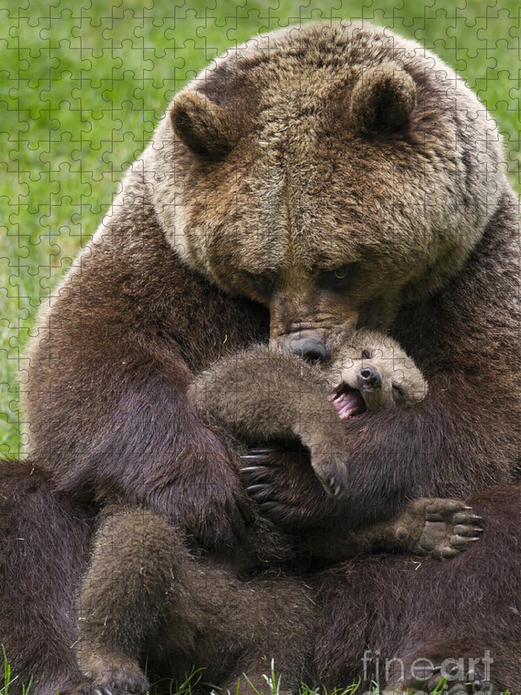 Cute Jigsaw Puzzle featuring the photograph Mother bear cuddling cub by Arterra Picture Library