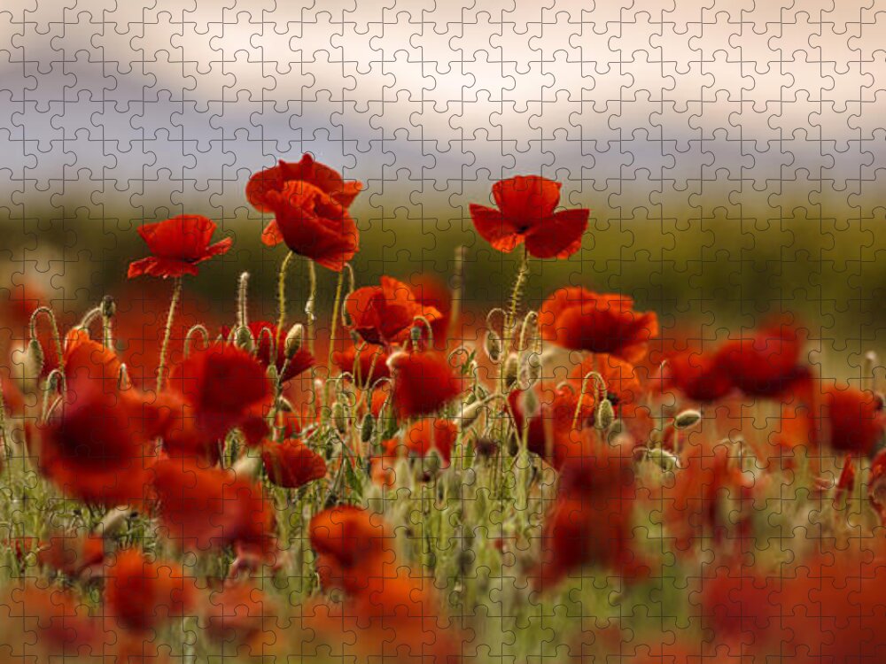 Poppy Jigsaw Puzzle featuring the photograph Summer Poppy Meadow #16 by Nailia Schwarz
