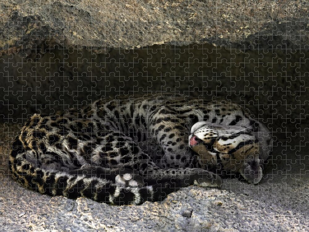 Ocelot Jigsaw Puzzle featuring the photograph Ocelot sleeping by Arterra Picture Library