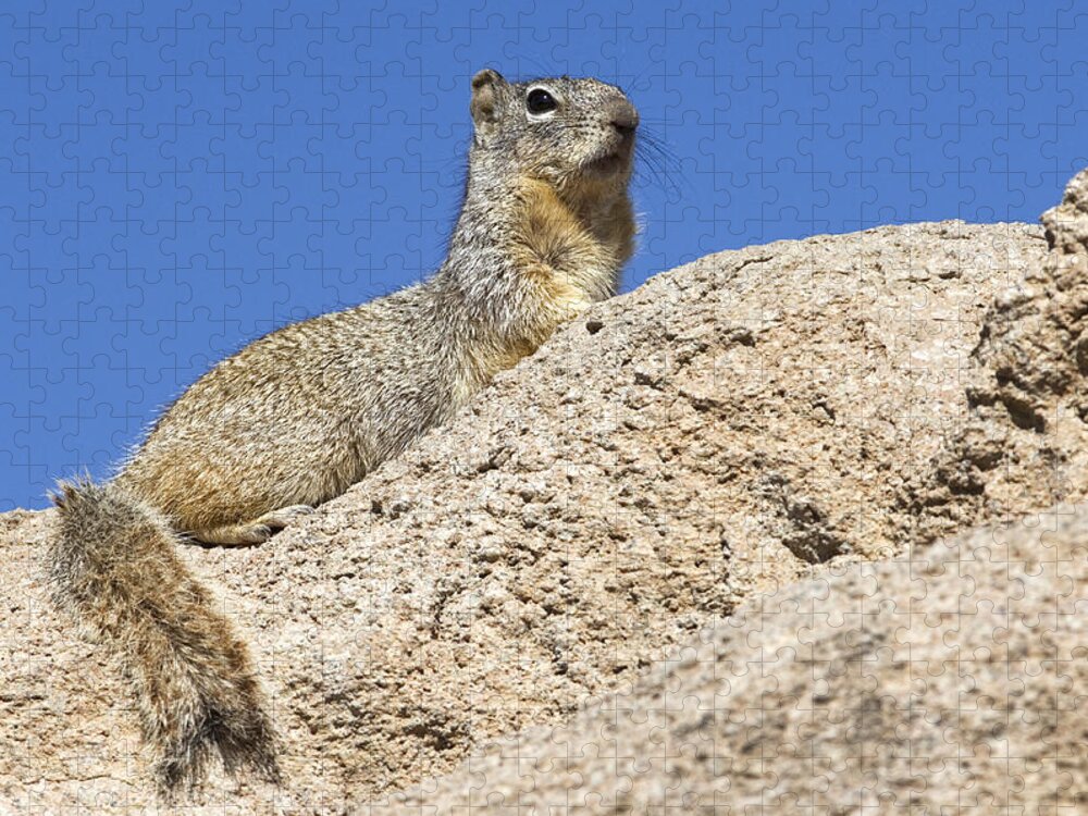 Rock Squirrel Jigsaw Puzzle featuring the photograph 160115p173 by Arterra Picture Library