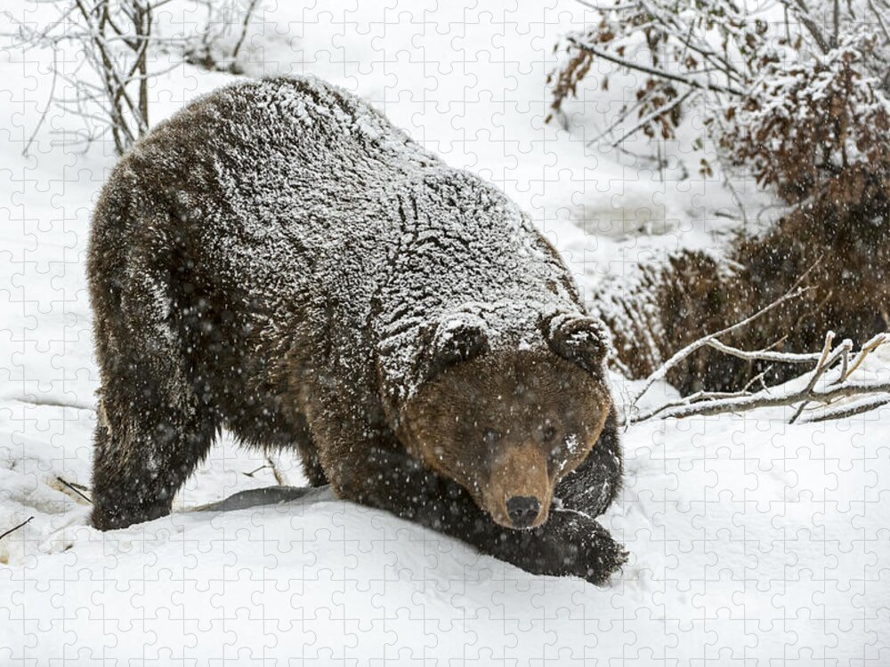 Bear Jigsaw Puzzle featuring the photograph Brown bear in the snow by Arterra Picture Library
