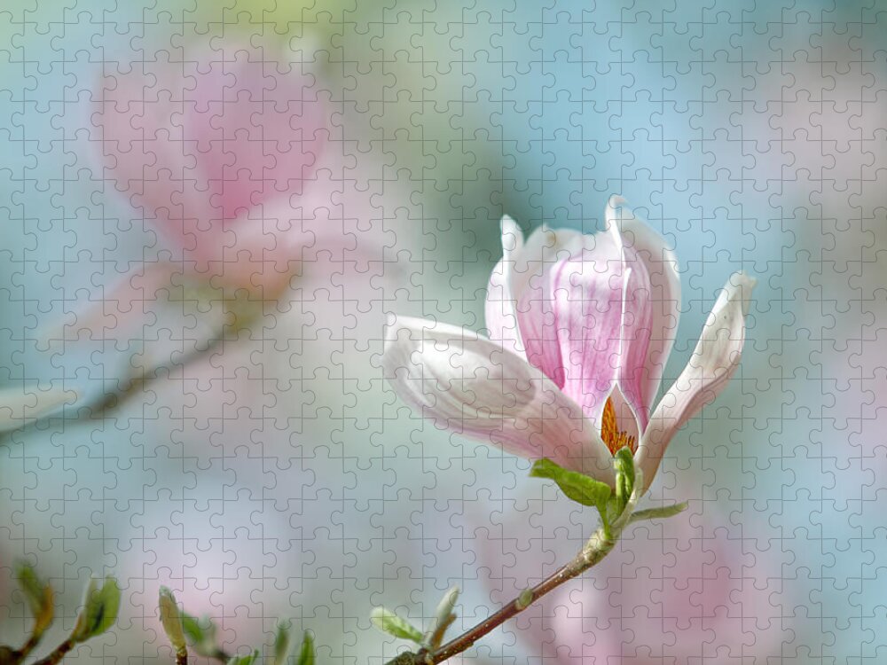 Magnolia Jigsaw Puzzle featuring the photograph Magnolia Flowers #17 by Nailia Schwarz