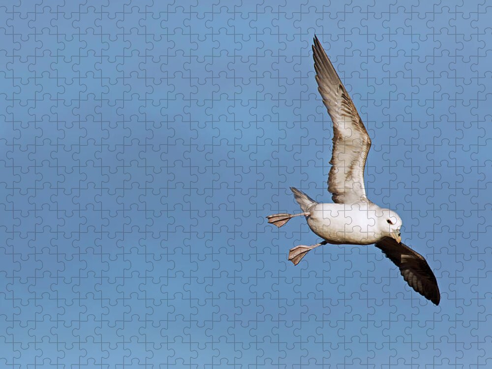 Northern Fulmar Jigsaw Puzzle featuring the photograph 170417p035 by Arterra Picture Library