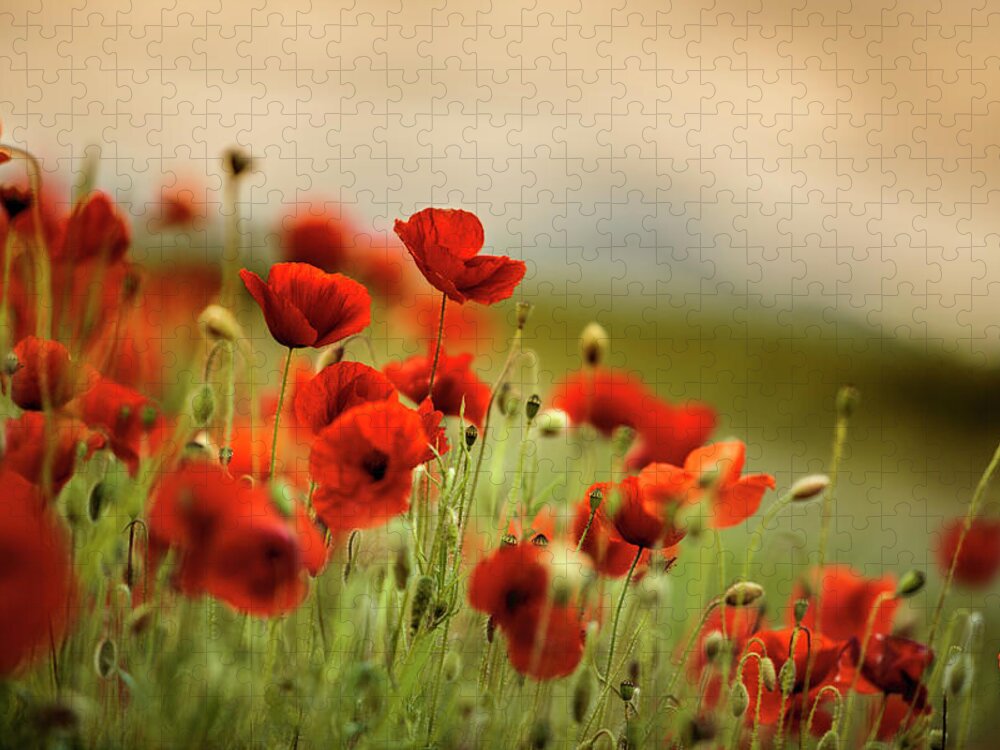 Poppy Jigsaw Puzzle featuring the photograph Summer Poppy Meadow #18 by Nailia Schwarz