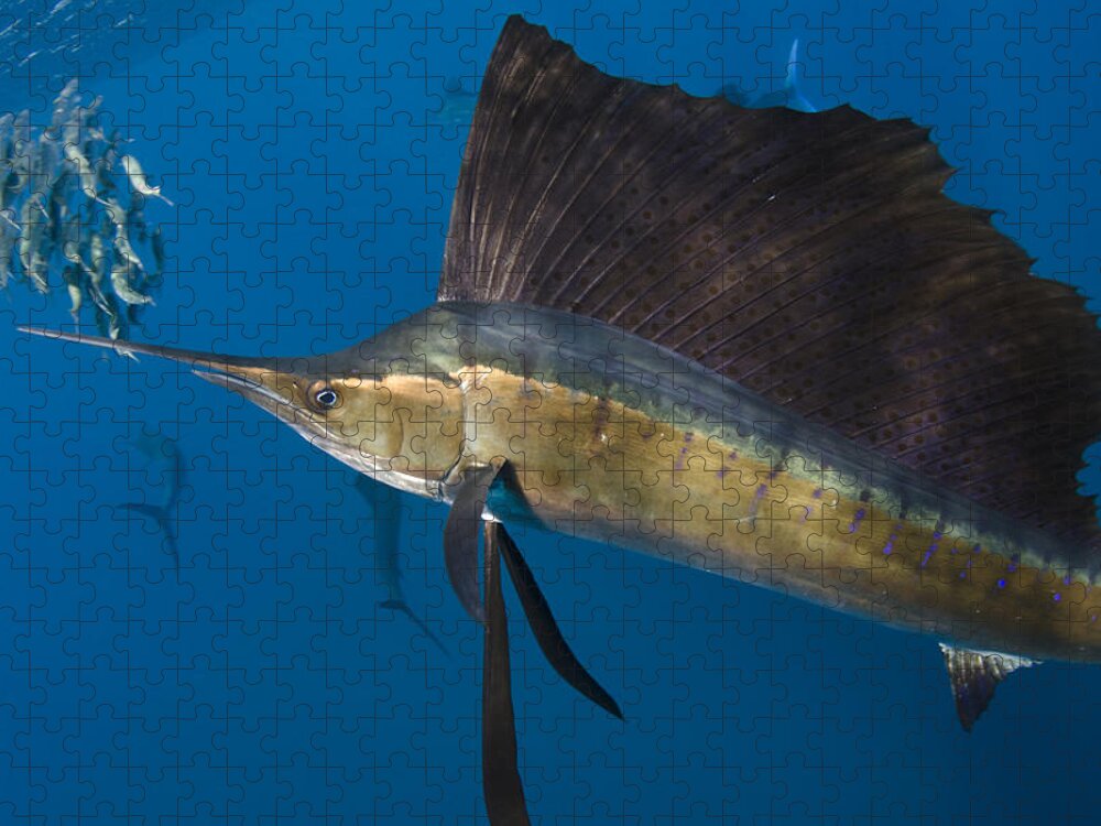 Mp Jigsaw Puzzle featuring the photograph Atlantic Sailfish Istiophorus Albicans #2 by Pete Oxford