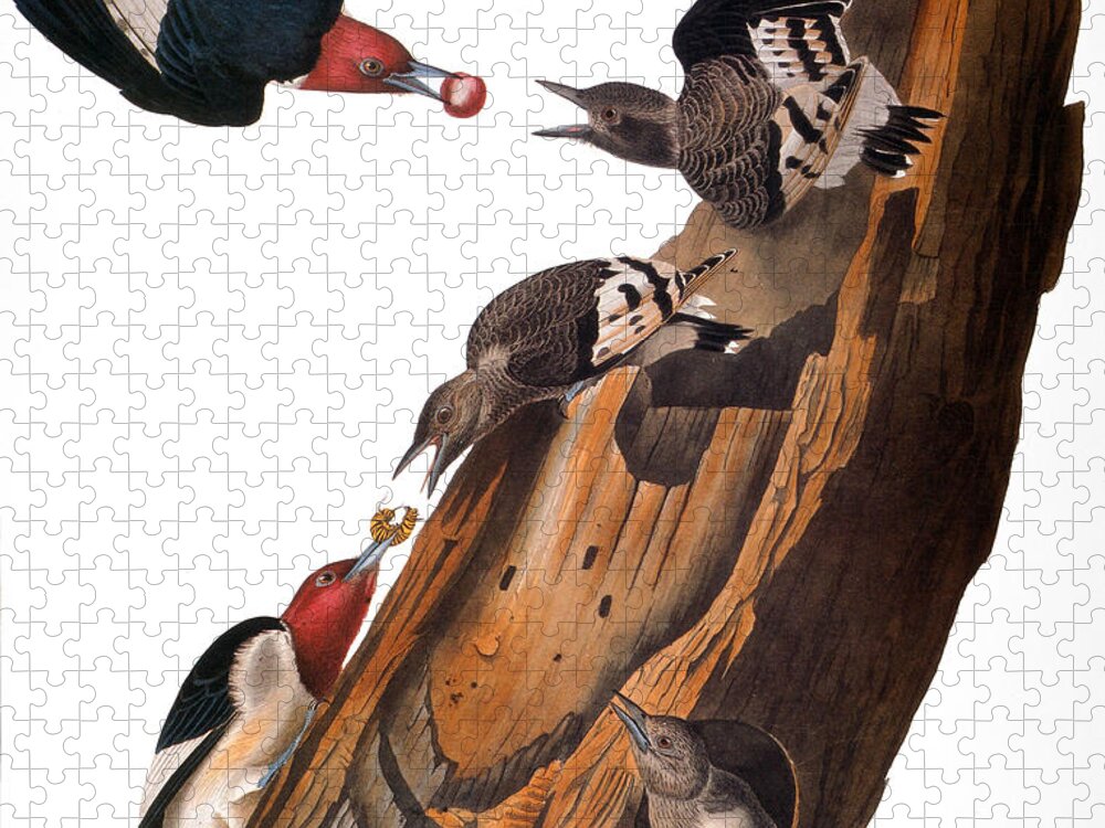America Jigsaw Puzzle featuring the photograph Audubon: Woodpecker #2 by Granger
