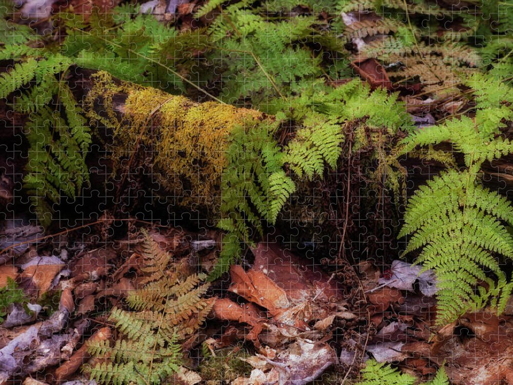 Blue Mountain- Birch Cove Lakes Wilderness Jigsaw Puzzle featuring the photograph Broken Down #2 by Irwin Barrett