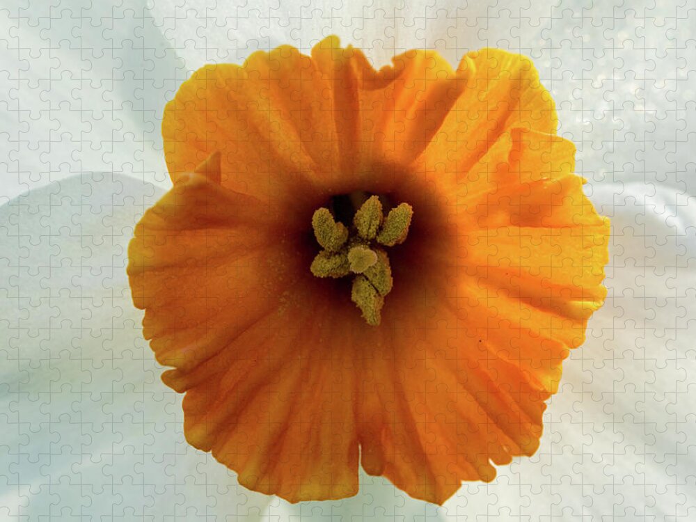 Jay Stockhaus Jigsaw Puzzle featuring the photograph Daffodil #2 by Jay Stockhaus