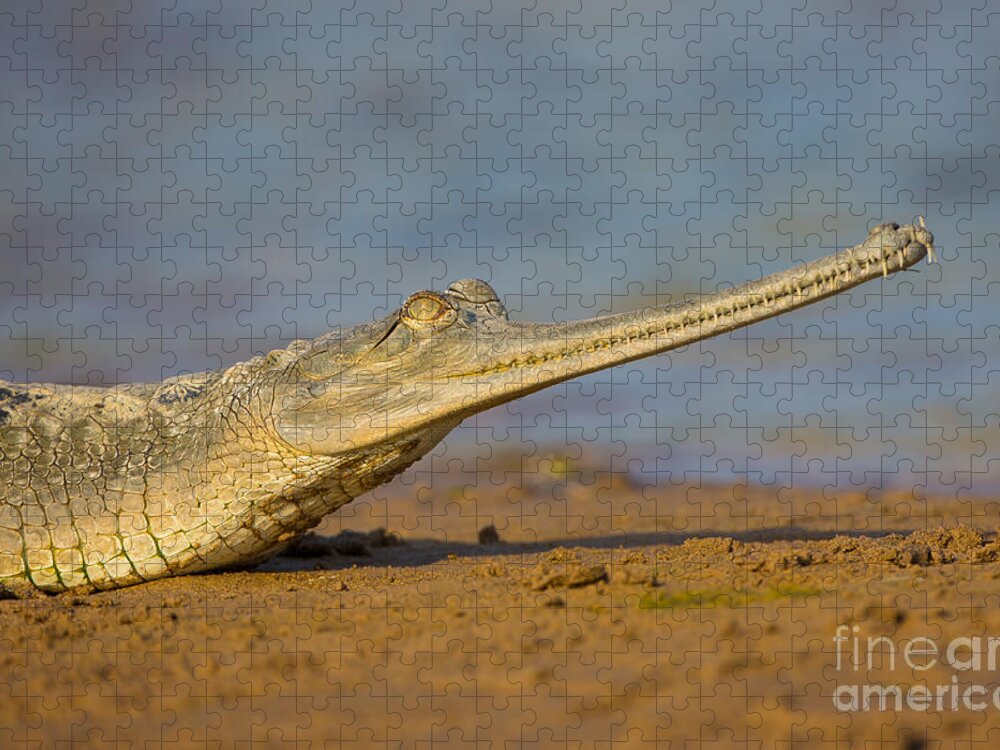 Gharial Jigsaw Puzzle featuring the photograph Gharial In India #2 by B. G. Thomson