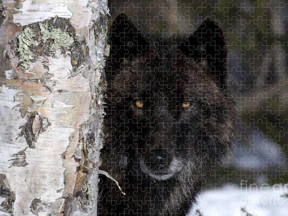 Gray Wolf Jigsaw Puzzle featuring the photograph Gray Wolf by Jean-Louis Klein and Marie-Luce Hubert