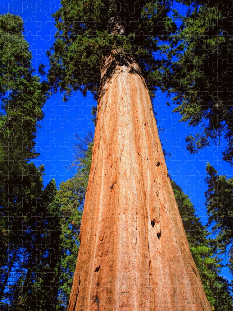 Calaveras Big Trees Jigsaw Puzzle featuring the photograph Giant Sequoia Trees III by LeeAnn McLaneGoetz McLaneGoetzStudioLLCcom