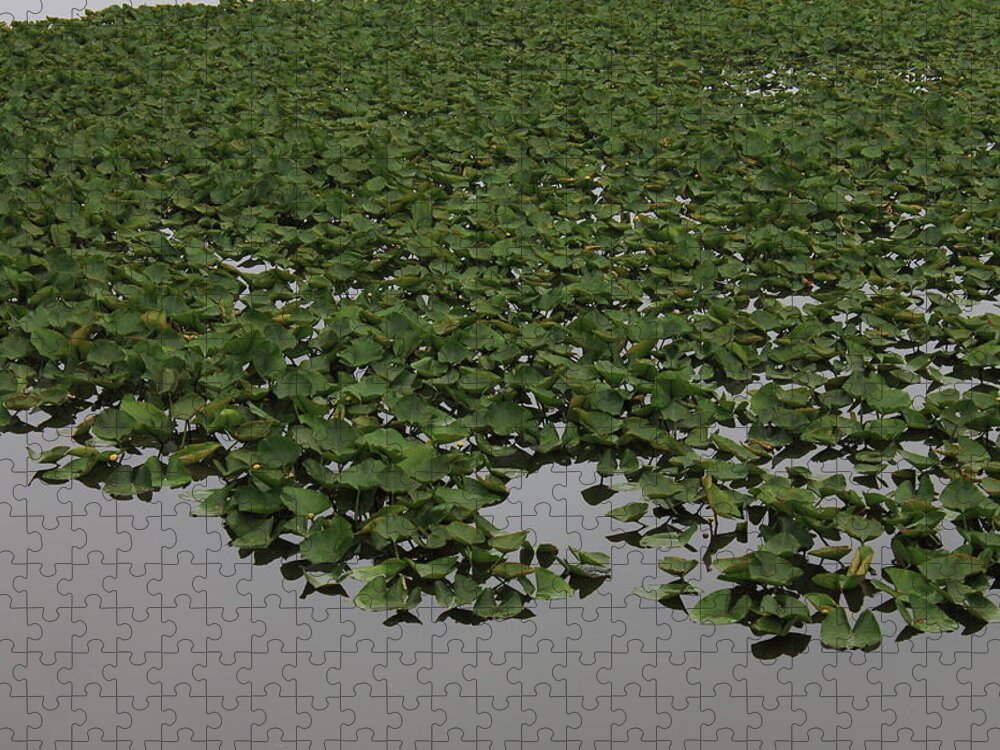 Bay Jigsaw Puzzle featuring the photograph Lake Plants #2 by Frank Romeo