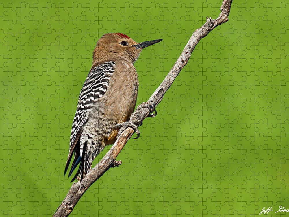Animal Jigsaw Puzzle featuring the photograph Male Gila Woodpecker #3 by Jeff Goulden
