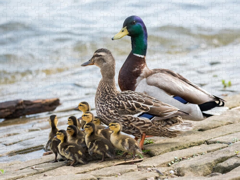 Mallard Jigsaw Puzzle featuring the photograph Mallard Family by Holden The Moment