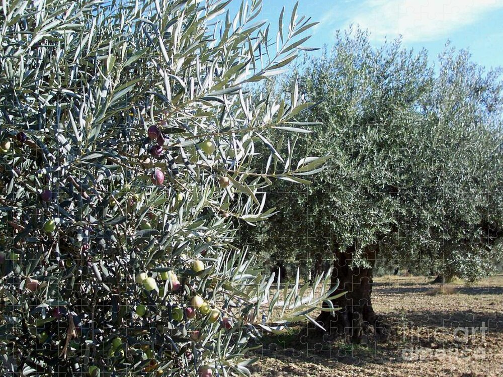 Olive Jigsaw Puzzle featuring the photograph Olive Trees #2 by Judy Kirouac