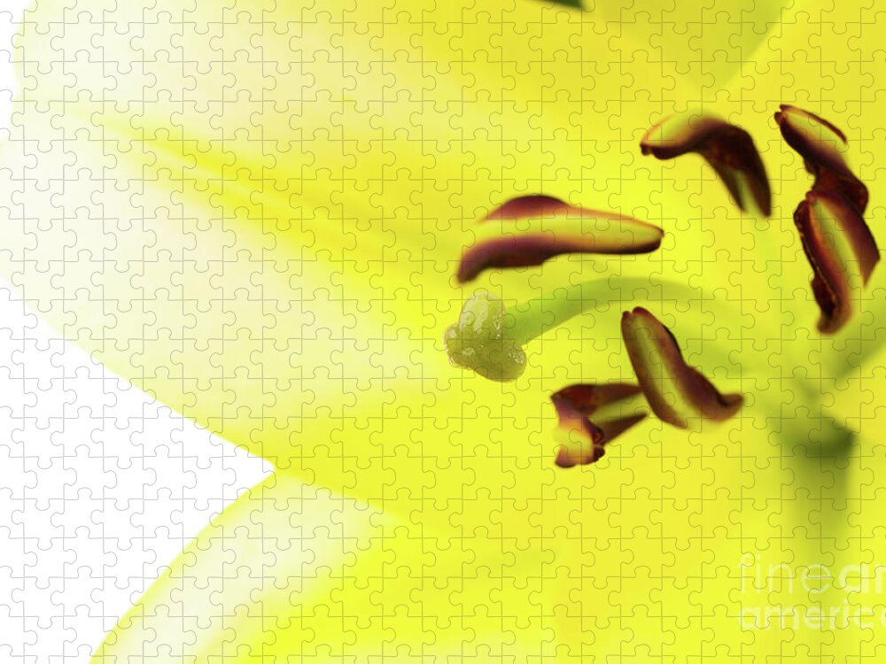 Abstract Jigsaw Puzzle featuring the photograph Oriental Lily Flower by Raul Rodriguez