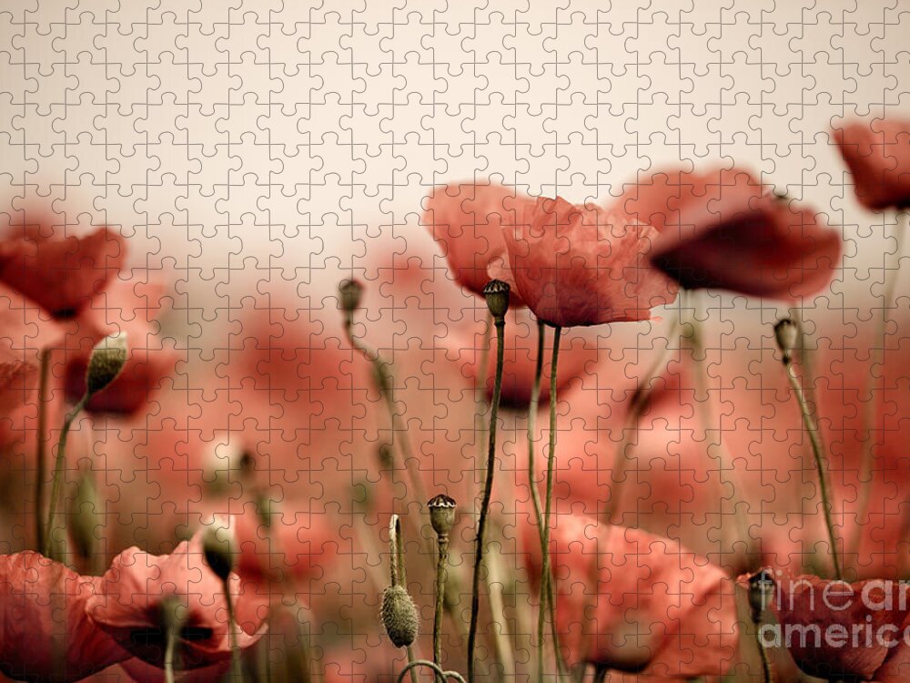 Poppy Jigsaw Puzzle featuring the photograph Poppy Dream by Nailia Schwarz