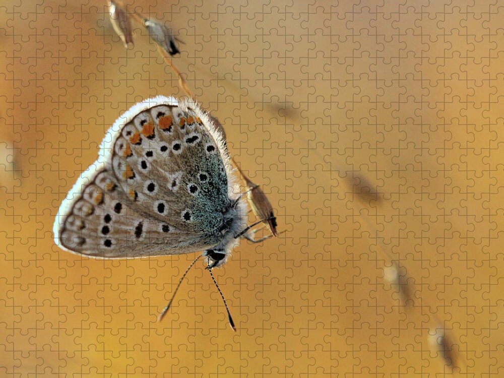 European Common Blue Butterfly Jigsaw Puzzle featuring the photograph Resting #2 by Doris Potter