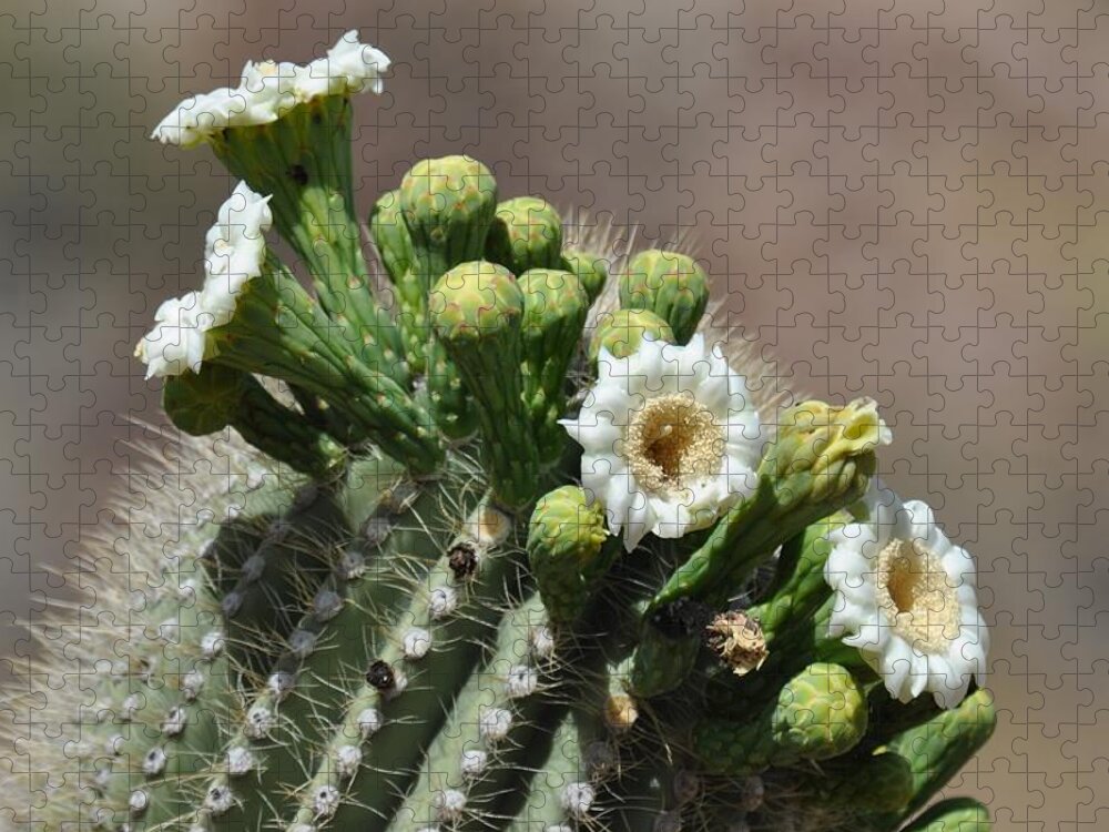 Saguaro Jigsaw Puzzle featuring the photograph Saguaro Flower #2 by Frank Madia