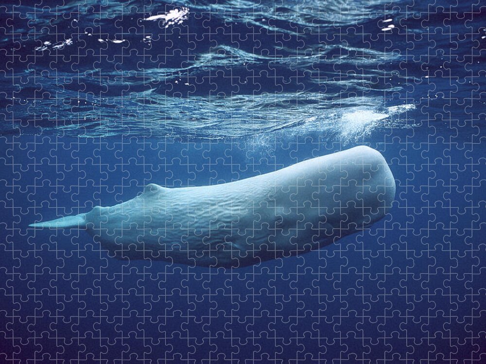 00270022 Jigsaw Puzzle featuring the photograph White Sperm Whale by Hiroya Minakuchi