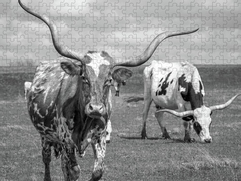 Texas Longhorns Jigsaw Puzzle featuring the photograph Texas Longhorns #2 by Robert Bellomy