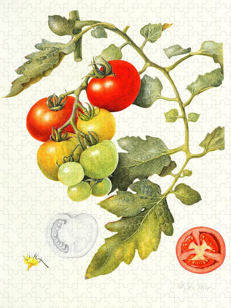 Tomato Jigsaw Puzzle featuring the painting Tomatoes by Margaret Ann Eden
