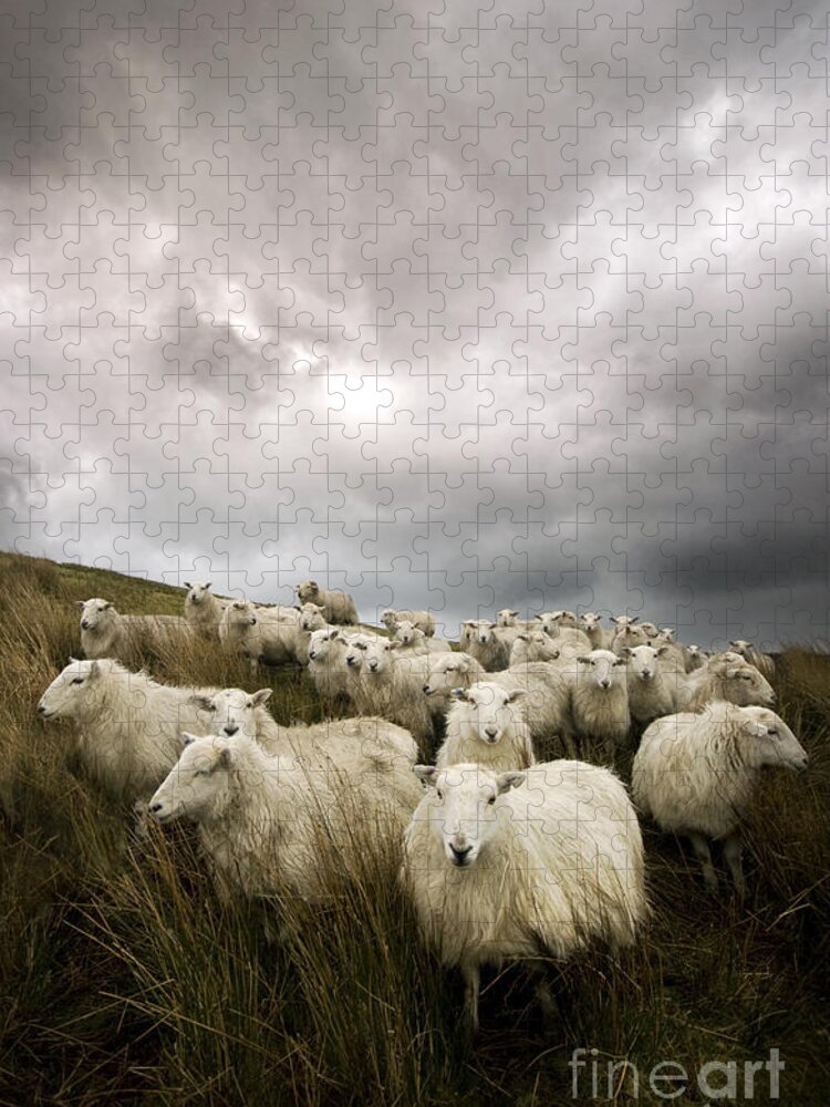 Welsh Jigsaw Puzzle featuring the photograph Welsh lamb #2 by Ang El
