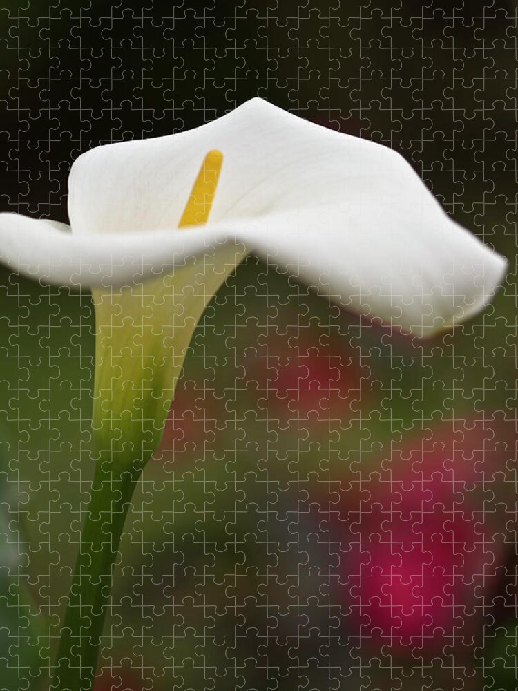 Calla Jigsaw Puzzle featuring the photograph White Calla #2 by Heiko Koehrer-Wagner