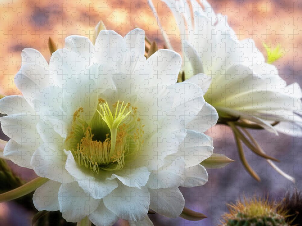 White Torch Cactus Jigsaw Puzzle featuring the photograph White Torch Cactus #1 by Saija Lehtonen