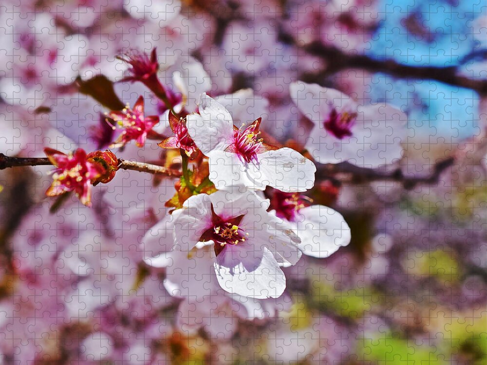 Cherry Blossoms Jigsaw Puzzle featuring the photograph 2015 Early Spring Cherry Blossoms 1 by Janis Senungetuk