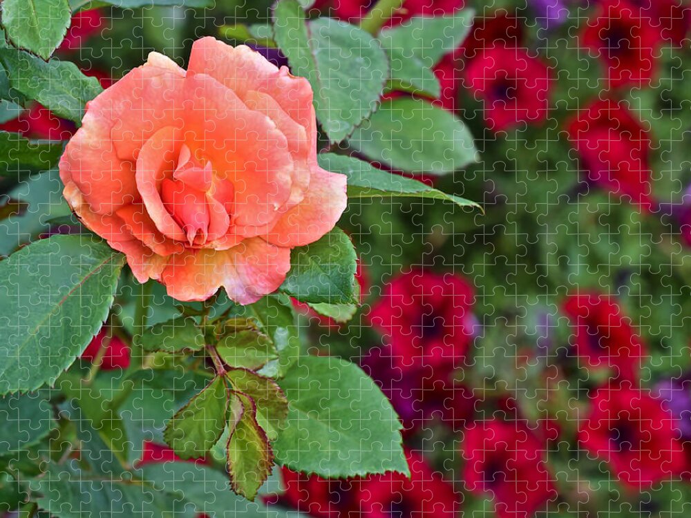 Rose Jigsaw Puzzle featuring the photograph 2015 Fall Equinox at the Garden Sunset Rose and Petunias by Janis Senungetuk