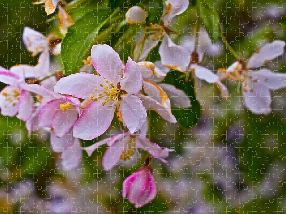 Crabapple Blossoms Jigsaw Puzzle featuring the photograph 2015 Spring at the Gardens White Crabapple Blossoms 1 by Janis Senungetuk