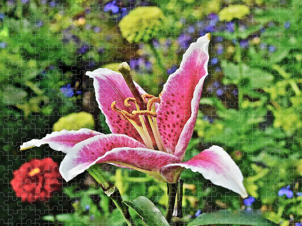 Lily Jigsaw Puzzle featuring the photograph 2015 Summer at the Garden Late August Event Garden Last Lily by Janis Senungetuk