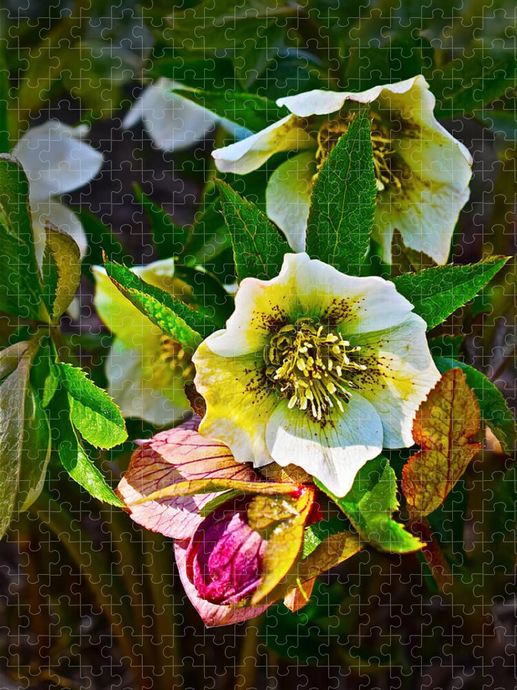 Lenten Rose Jigsaw Puzzle featuring the photograph 2016 Early Spring Lenten Rose 2 by Janis Senungetuk