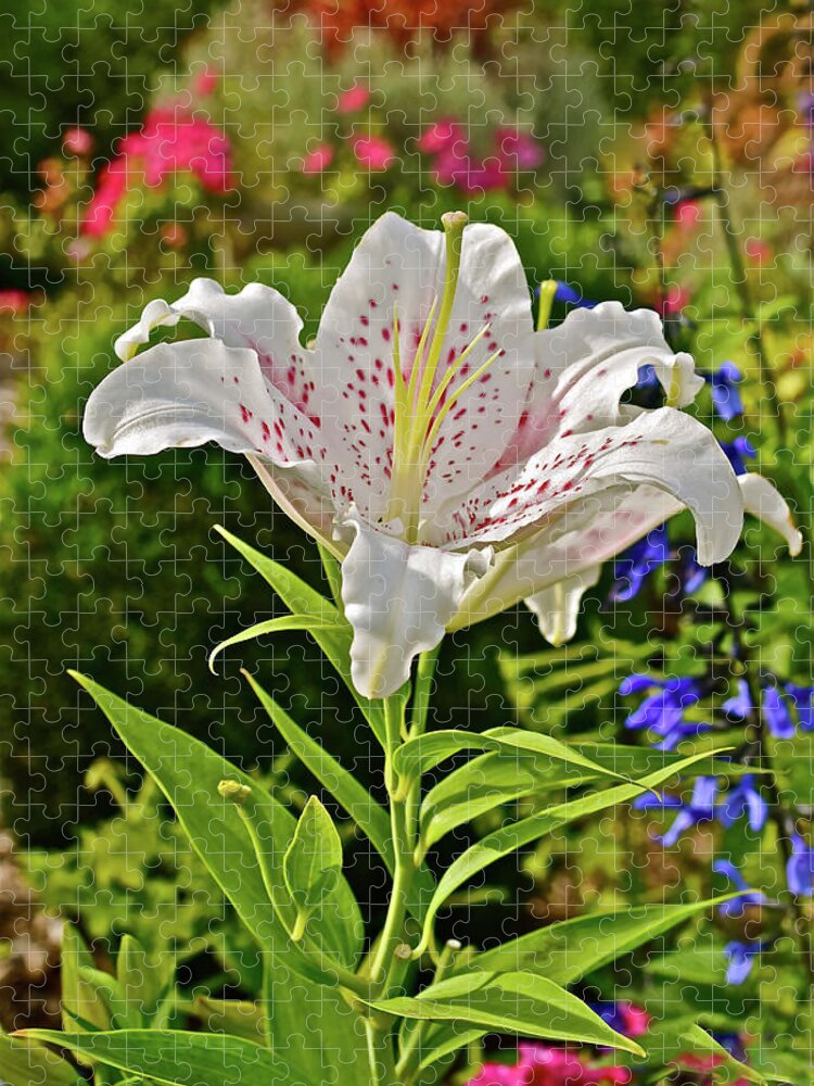 Oriental Lilies Jigsaw Puzzle featuring the photograph 2016 Late August at the Garden White Lily by Janis Senungetuk