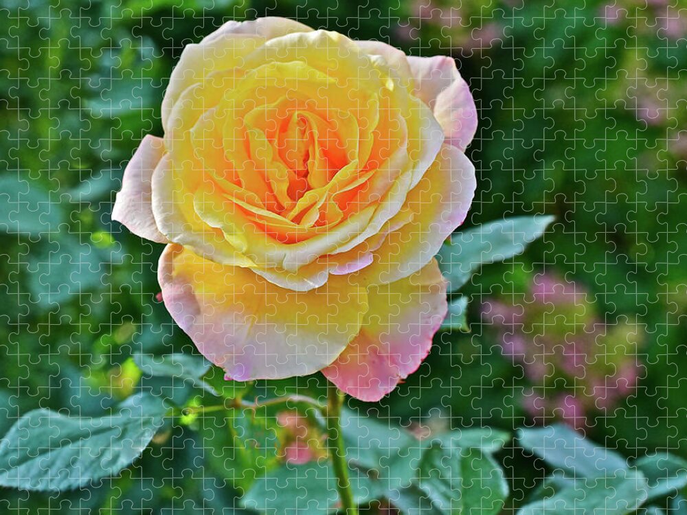 Roses Jigsaw Puzzle featuring the photograph 2016 Mid October at the Garden Day Breaker Floribunda Rose by Janis Senungetuk
