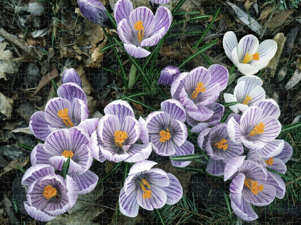 Crocus Jigsaw Puzzle featuring the photograph 2A4X42 Crocuses in Our Garden by Ed Cooper Photography
