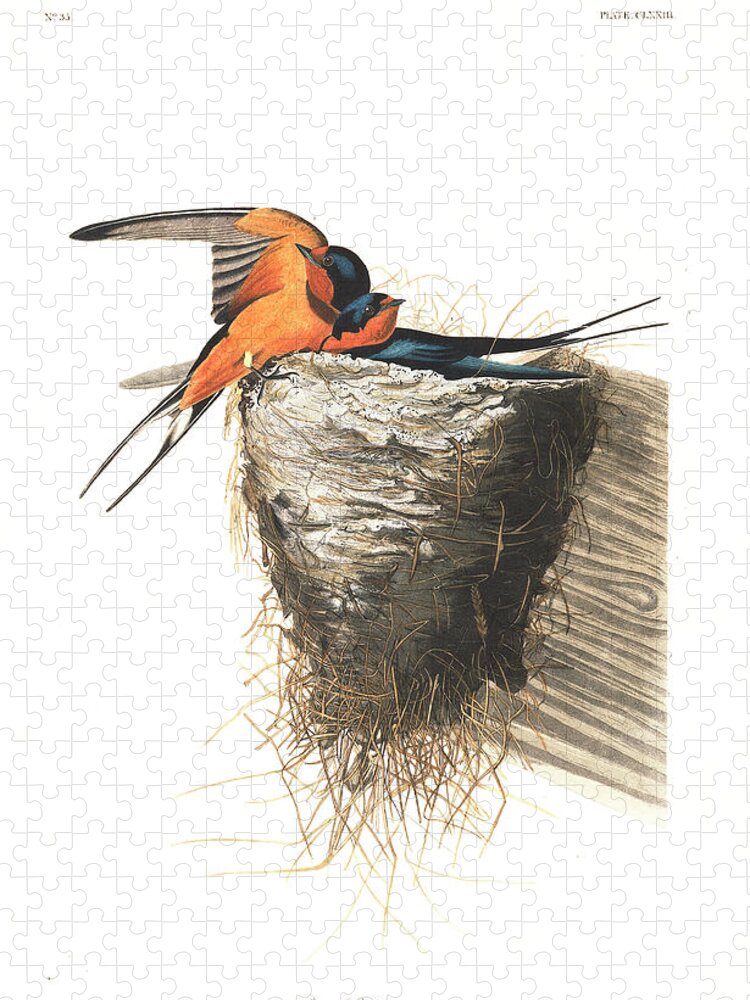 Barn Swallow Jigsaw Puzzle featuring the painting Barn Swallow #3 by John James Audubon