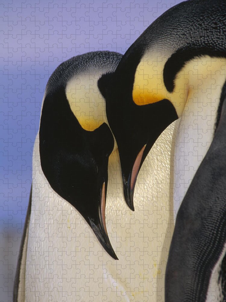 Mp Jigsaw Puzzle featuring the photograph Emperor Penguin Aptenodytes Forsteri #3 by Tui De Roy