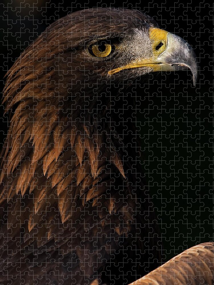 European Golden Eagle Jigsaw Puzzle featuring the photograph European Golden Eagle #3 by JT Lewis
