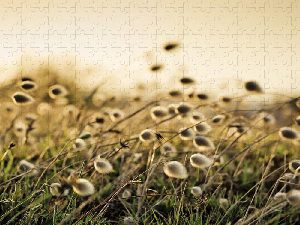 Reedgrass Jigsaw Puzzle featuring the photograph Evening #3 by Nailia Schwarz