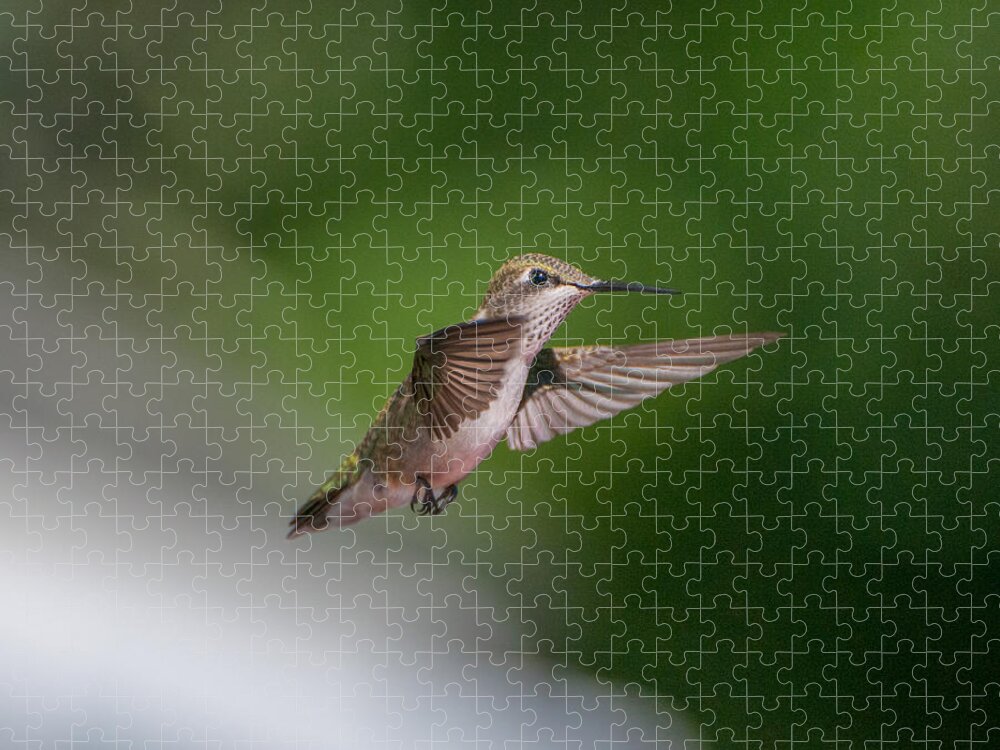 Hummers Jigsaw Puzzle featuring the photograph Female Ruby Throated Hummingbird #3 by Brenda Jacobs