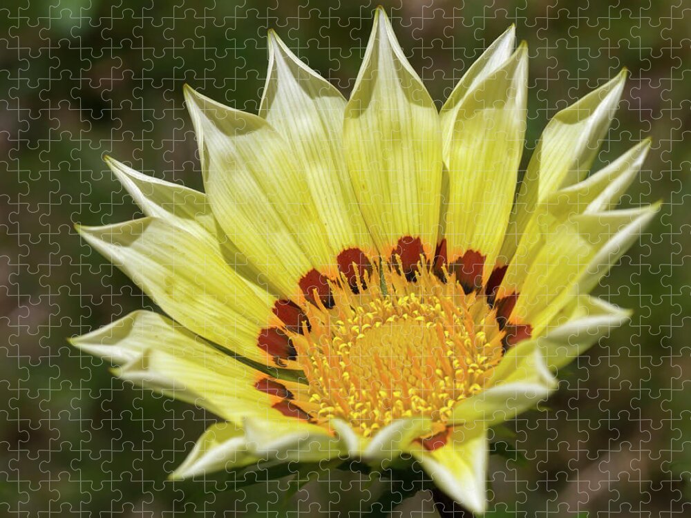 Plant Jigsaw Puzzle featuring the photograph Gazania Petals #3 by Shirley Mitchell