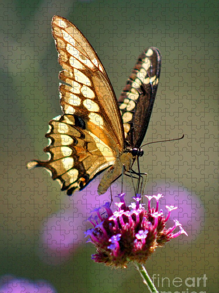 Giant Jigsaw Puzzle featuring the photograph Giant Swallowtail Butterfly #4 by Karen Adams