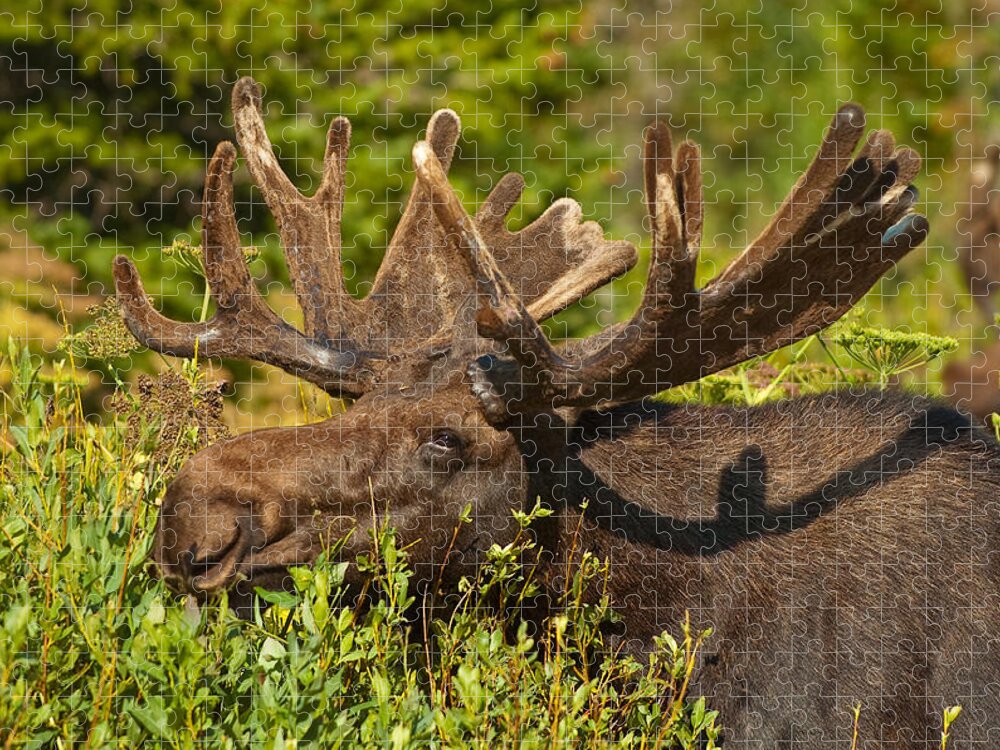 Bull Moose Jigsaw Puzzle featuring the photograph Moose #3 by Sebastian Musial