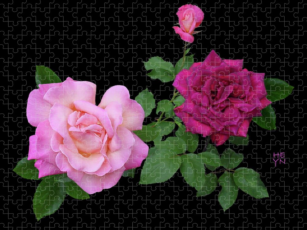 Cutout Jigsaw Puzzle featuring the photograph 3 Pink Roses Cutout by Shirley Heyn